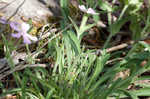 Sticky catchfly